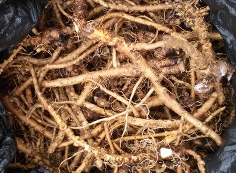  清热解毒|蒲公英虽好，但有“三不喝”，您知道是哪“三不喝”吗别再乱喝