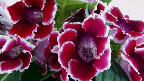 3种喜阴花,摆在北阳台,少晒太阳,少管它,阳台上开满了花