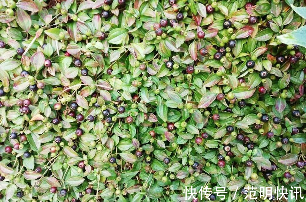 果汁|浑身是刺,吃了舌头会变黑,却是高钙野果,如今市场30元一斤