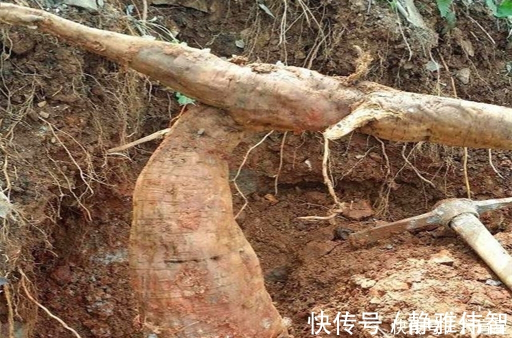 野葛|农村这种野草,有很好的润肠通便功效,如今加工成粉要80元一斤