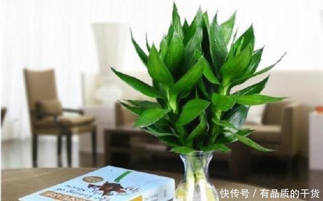 此竹最适合栽种在家,是顶级观赏盆景,做好3点,让它轻松长茁壮!