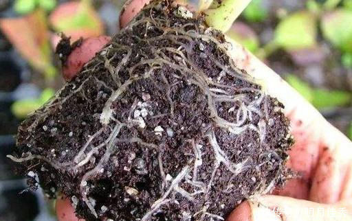 最容易扦插“成活”的3种花，方法特简单，2周就生根