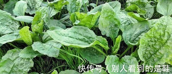 更上一层楼|车前草有什么功效和作用,怎么服用,大夫告诉您答案