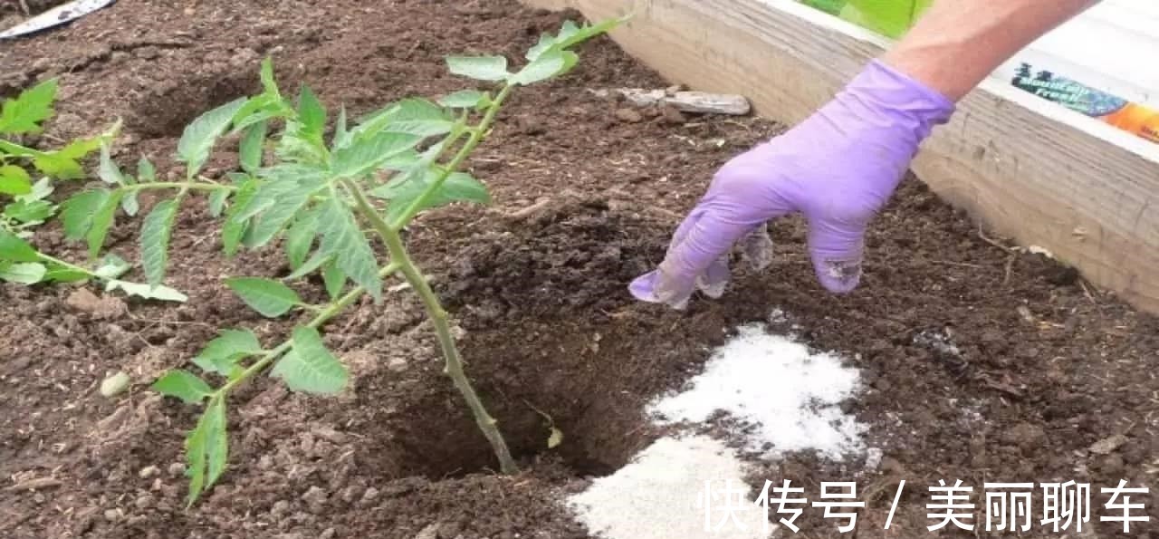 生根剂|一毛钱的小东西,碾碎了浇花长势壮,扦插生根快,开花一倍