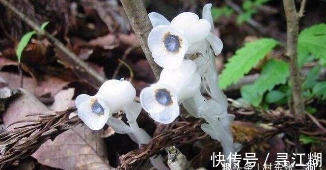 幽灵草|此为“冥界之花”,又称“幽灵草”,如果在野外遇见,切莫踩到