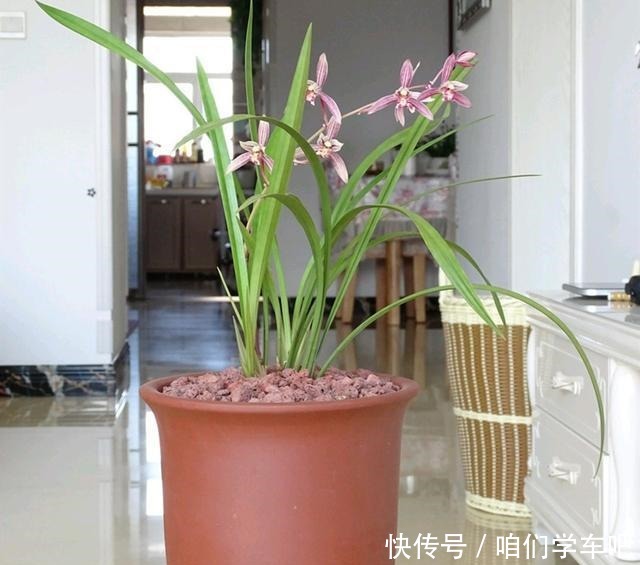 用这1料养兰花,养根壮根,长势贼旺