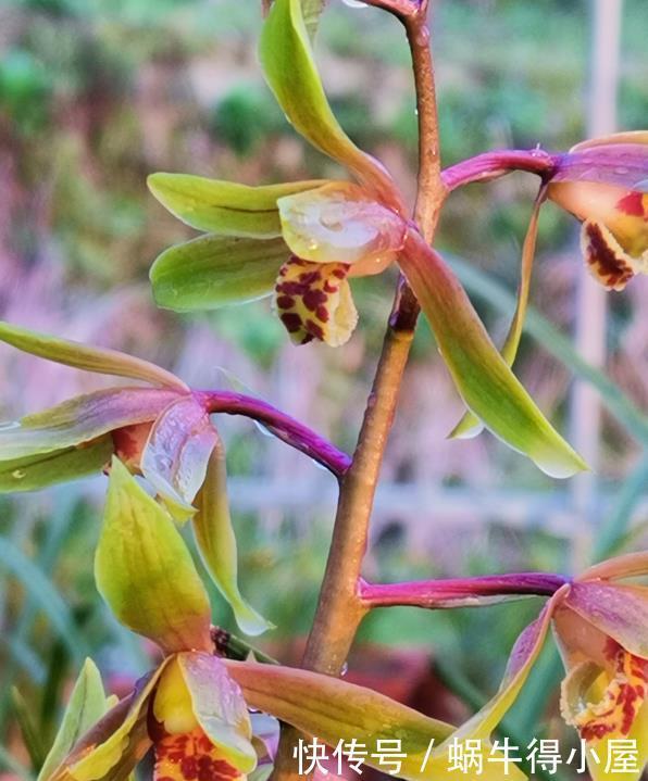 兰花什么时候种植?记住一句话:金4银10就不难了