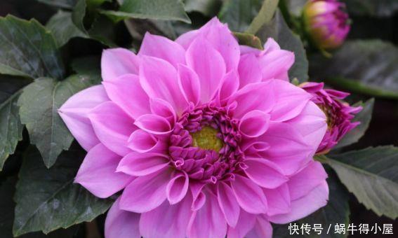 适合冬天养护的几款花卉,清新脱俗,懒人最爱