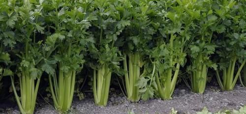 危害|胎记是上帝的吻痕妇产科医生胎记形成的原因和危害,你得知道