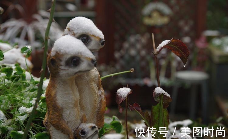 小院|荒废多年的80㎡小院,2年半时间打造成下沉式花园,太漂亮了!