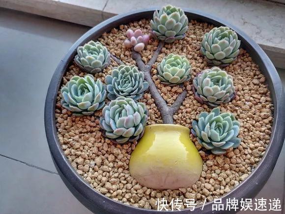 多肉拼盘玩一次就上瘾,这些创意拼法,你一定喜欢