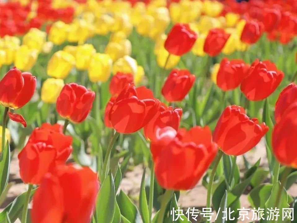 十渡|春已至,花绽放!这份房山赏花攻略请查收!