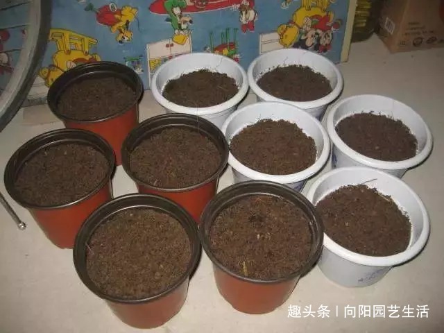 桂花如何扦插剪下几根枝条,沾点“白酒”,7天长出大白根