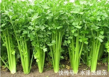芹菜|降血压的“神仙药”,不喜欢也要吃,经常吃“5个好处”不请自来
