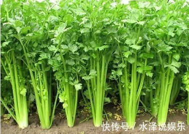 芹菜|降血压的“神仙药”，不喜欢也要吃，经常吃“5个好处”不请自来