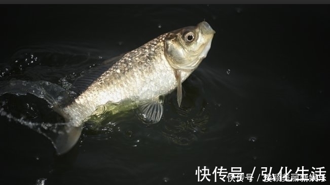 大家伙|野钓发现3种信号,说明“大家伙”来了,万万不要胡乱提竿