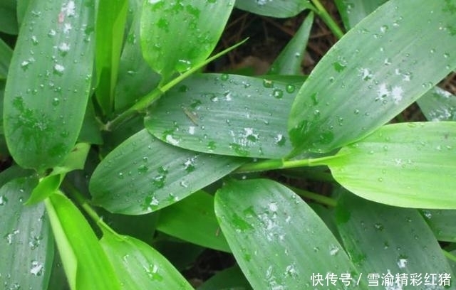 纺锤状|农村除了常见的野菜,这些野菜也是不可多得的美味!