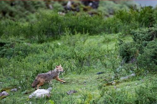 西藏吉隆发现亚洲胡狼种群!系国内第二次记录到该物种