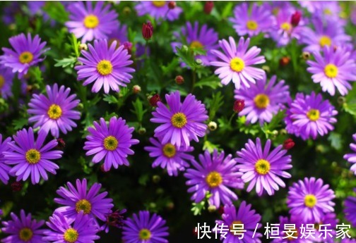 5款傲霜的菊花,开花似惊鸿起舞,幽香暗淡,花型圆滚惹人爱,美