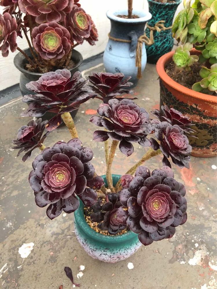 陪伴过我的都是心头肉!多肉陪我一路向前!