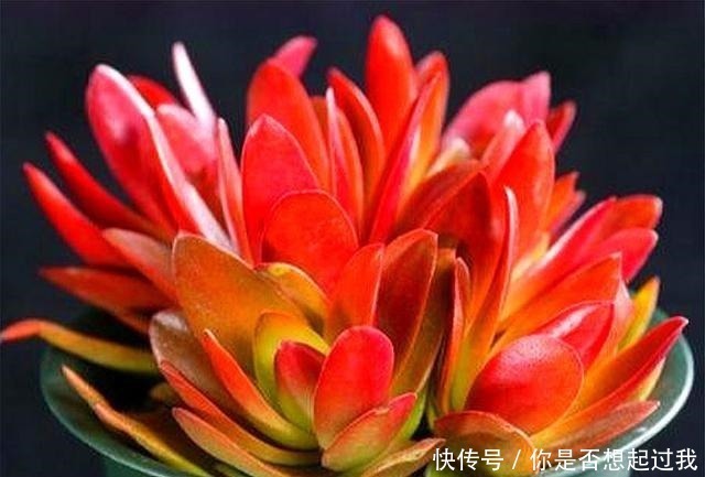 露天|喜欢多肉就选这1款,火红喜庆颜值高,只要4招,养成垂吊悬崖桩