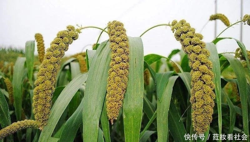 夸人|人们常说的:四体不勤,五谷不分,意思是骂人还是夸人呢?