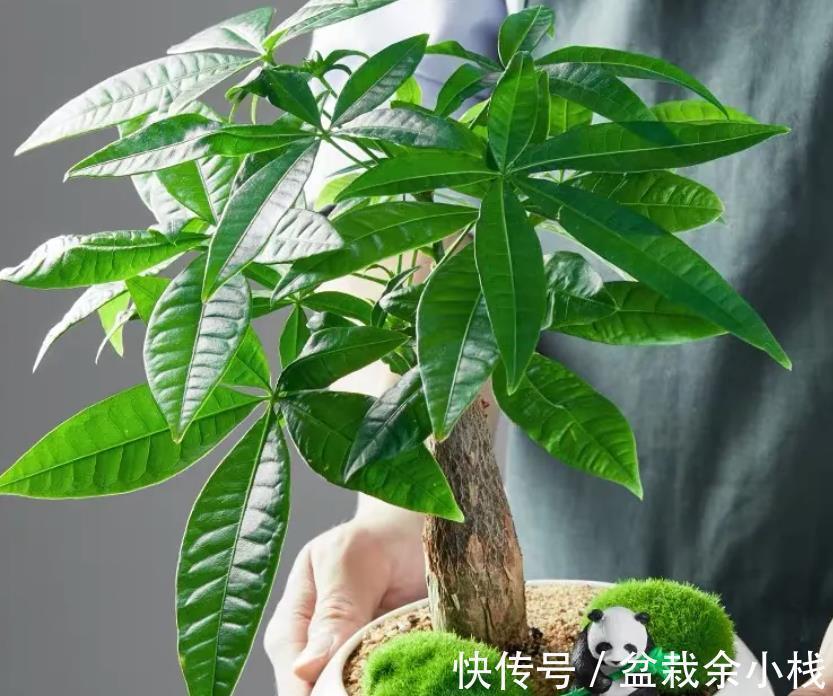 红豆杉|今年流行的7种“观赏花”，家里养一盆，大气又吉利