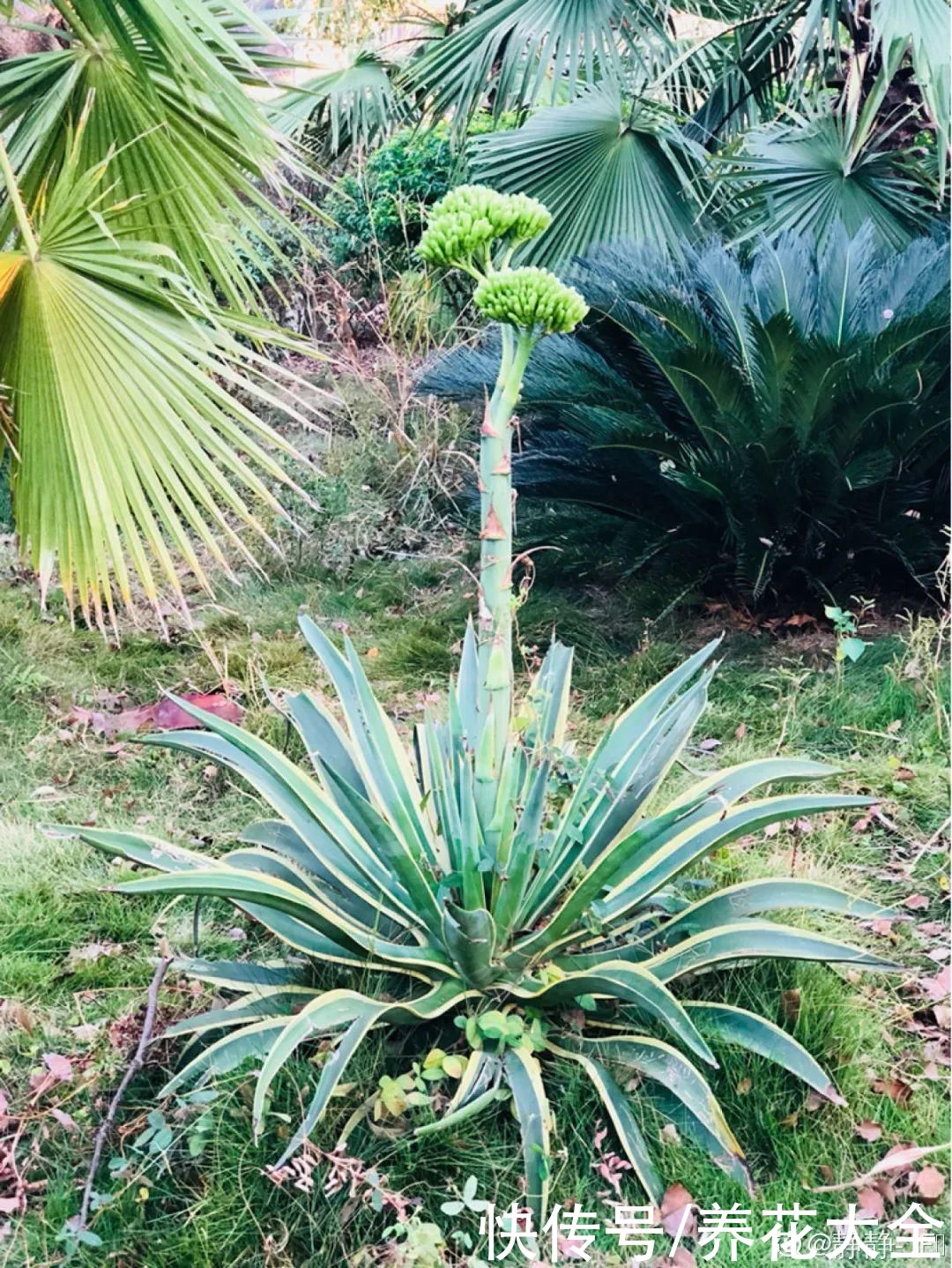  龙舌兰|5种花就是一次性，开完花就扔，别浪费时间