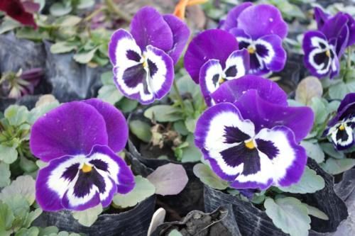 “马兰花马兰花，风吹雨打都不怕”，童谣马兰花究竟是什么花？