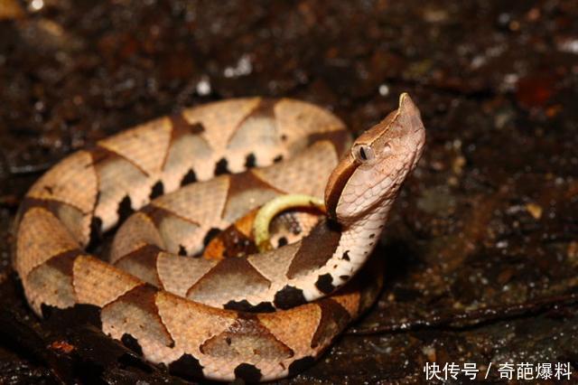 中国十大毒蛇之一的尖吻蝮,又叫五步蛇,非洲平头哥不敢惹他