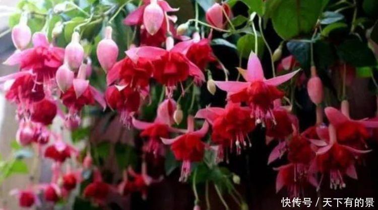 阳台就养3种花,越热花开越多,开花就爆盆,不易生病好养护