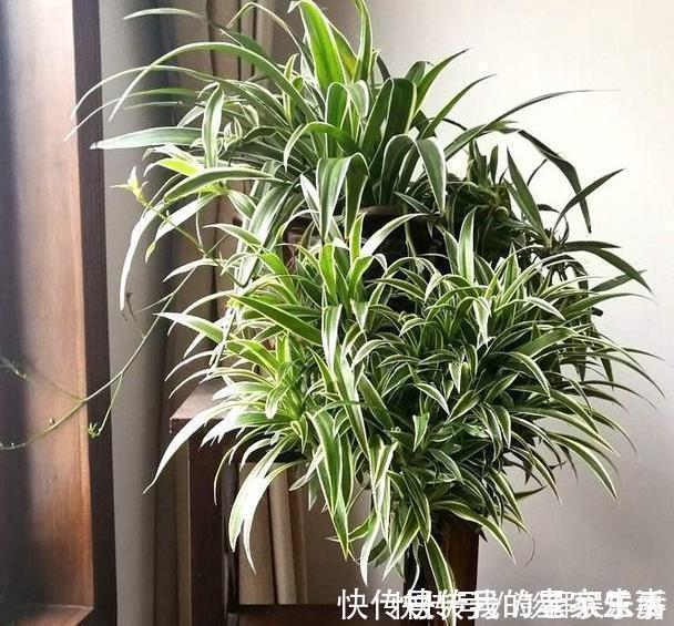 家里养这5种花，怎么折腾也不死，养一盆爆一盆，懒人也合适