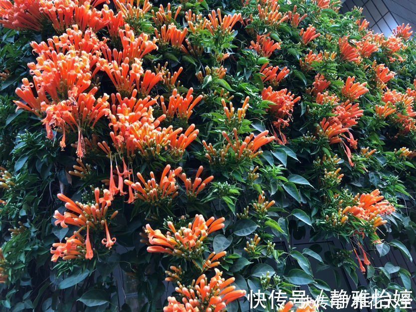 砍掉|房顶上养了一株花,邻居叫我赶紧砍掉,真是为难