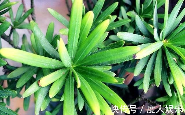 罗汉松不发新芽两种“情况”,两种解决办法,恢复快,长满芽!