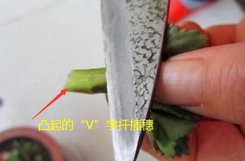 可以互相嫁接不同颜色的长寿花吗？应该如何嫁接？