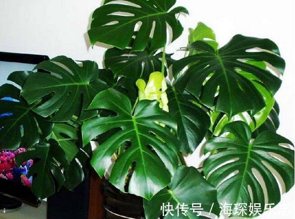 gt|7种“有益花”,养在家里身体好,清新空气病菌少,你家还没养