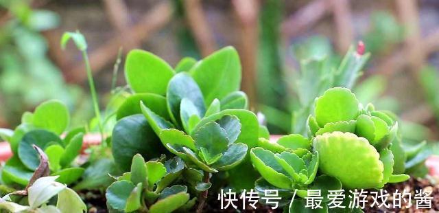 长寿花没长花苞，能不能剪？别剪，放个“大招”就可以了