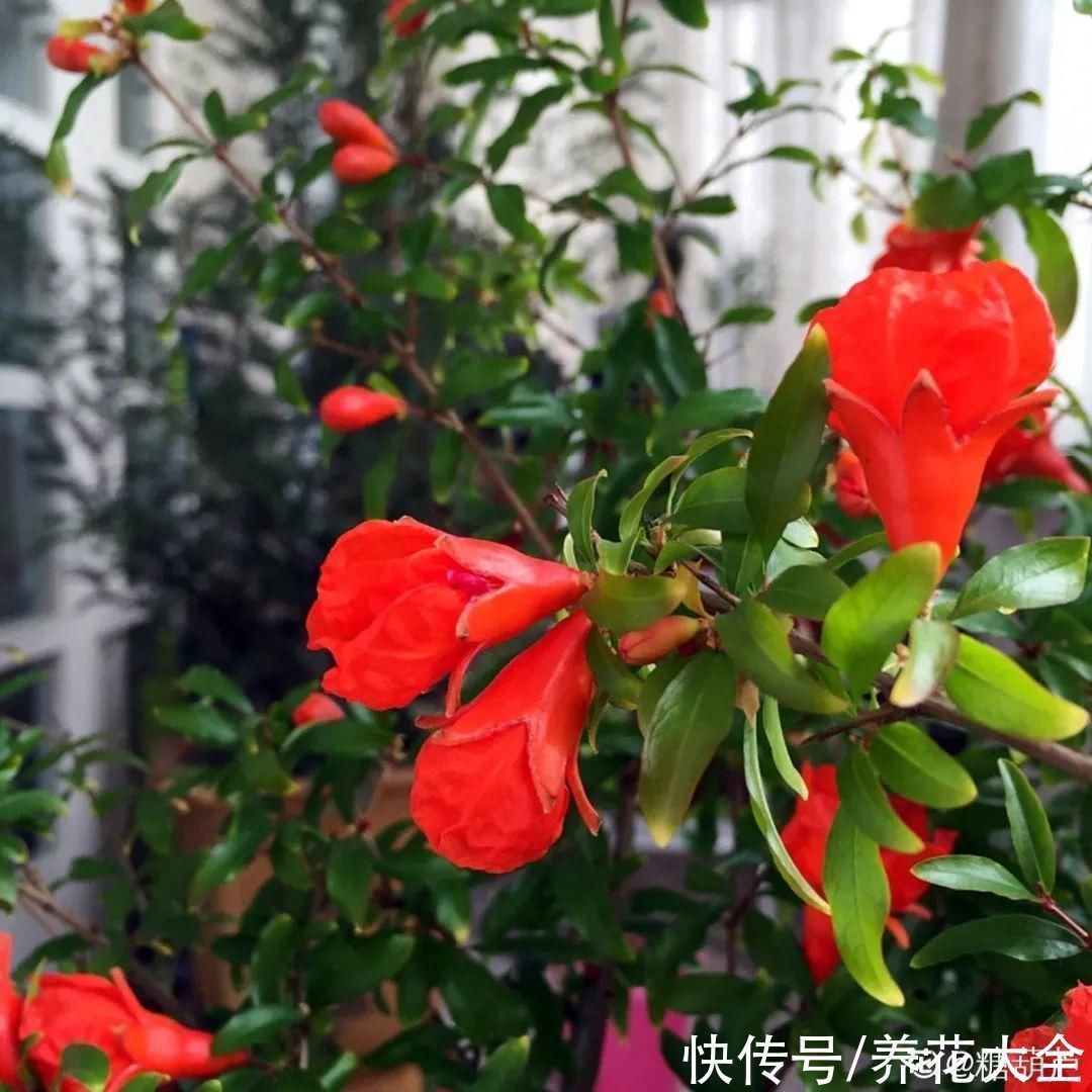 石榴|家里养盆“招财花”,一年四季开红花结红果,“招财旺运”又红火