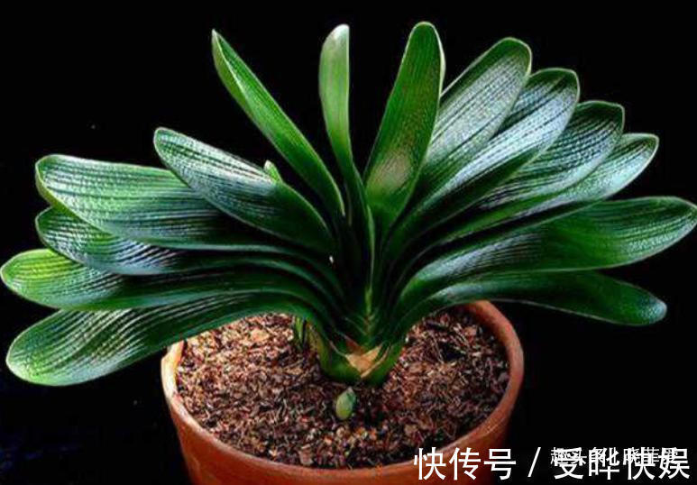 新根|4种“吉利花”,被水浇死了不要扔,简单处理又能长满盆