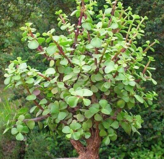 金枝玉叶掉叶子，学会4这四招，叶片青翠，枝繁叶茂