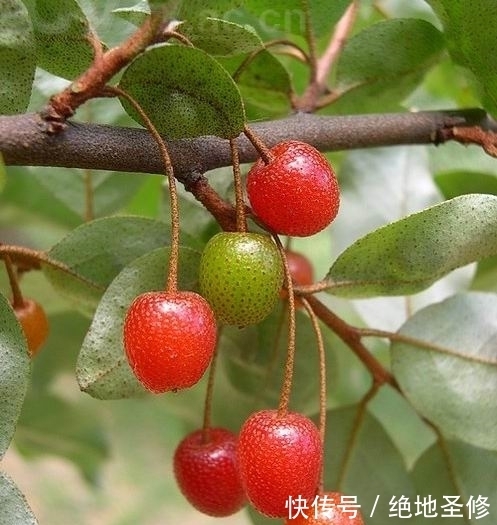 野草|生長在山地雜林內(nèi)的一種野果，被稱為“降糖藥”，知道是啥野草嗎