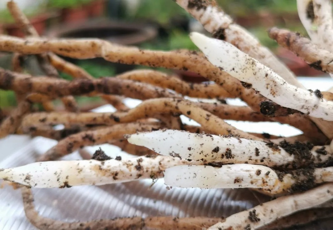 自制|养兰花的肥料可以自制吗?自制氮、磷、钾肥,真的不太难