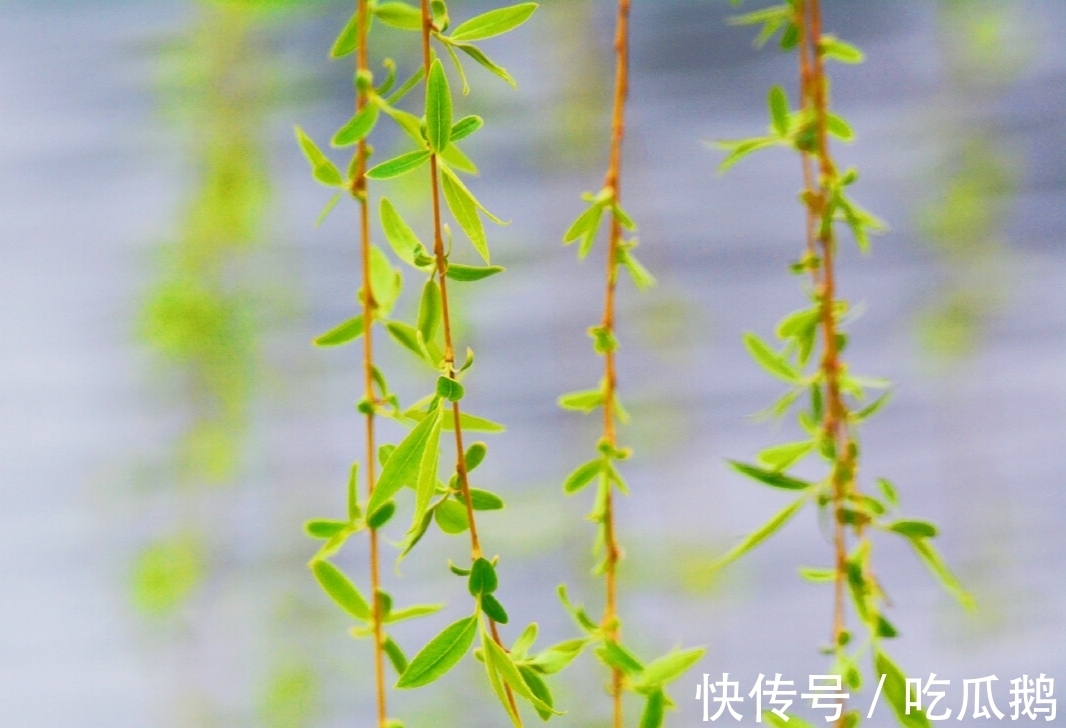 闲适|诗词里的闲适生活，藏着生活的至味