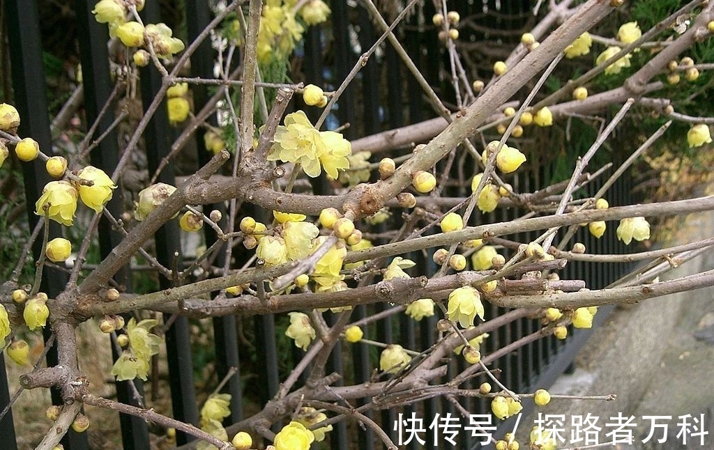 在寒冷的冬春时节灿烂开花的8种观赏花卉,可露养户外,打理简单