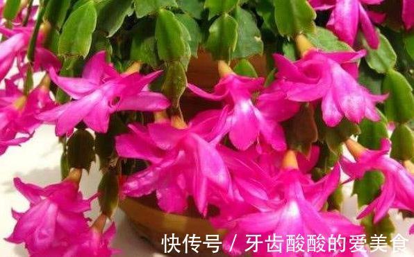 客厅卧室养2种绿植，观赏性高，夜晚释放氧气，睡眠好