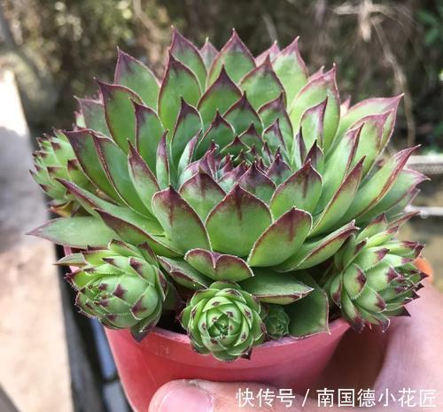 5种多肉,皮实又好养,长出状态美美哒,适合新手!