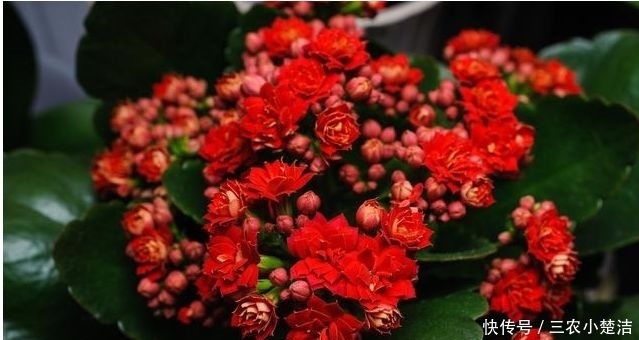 家里养花不要瞎眼!这6种花旺财又养人,有2种花是大忌!