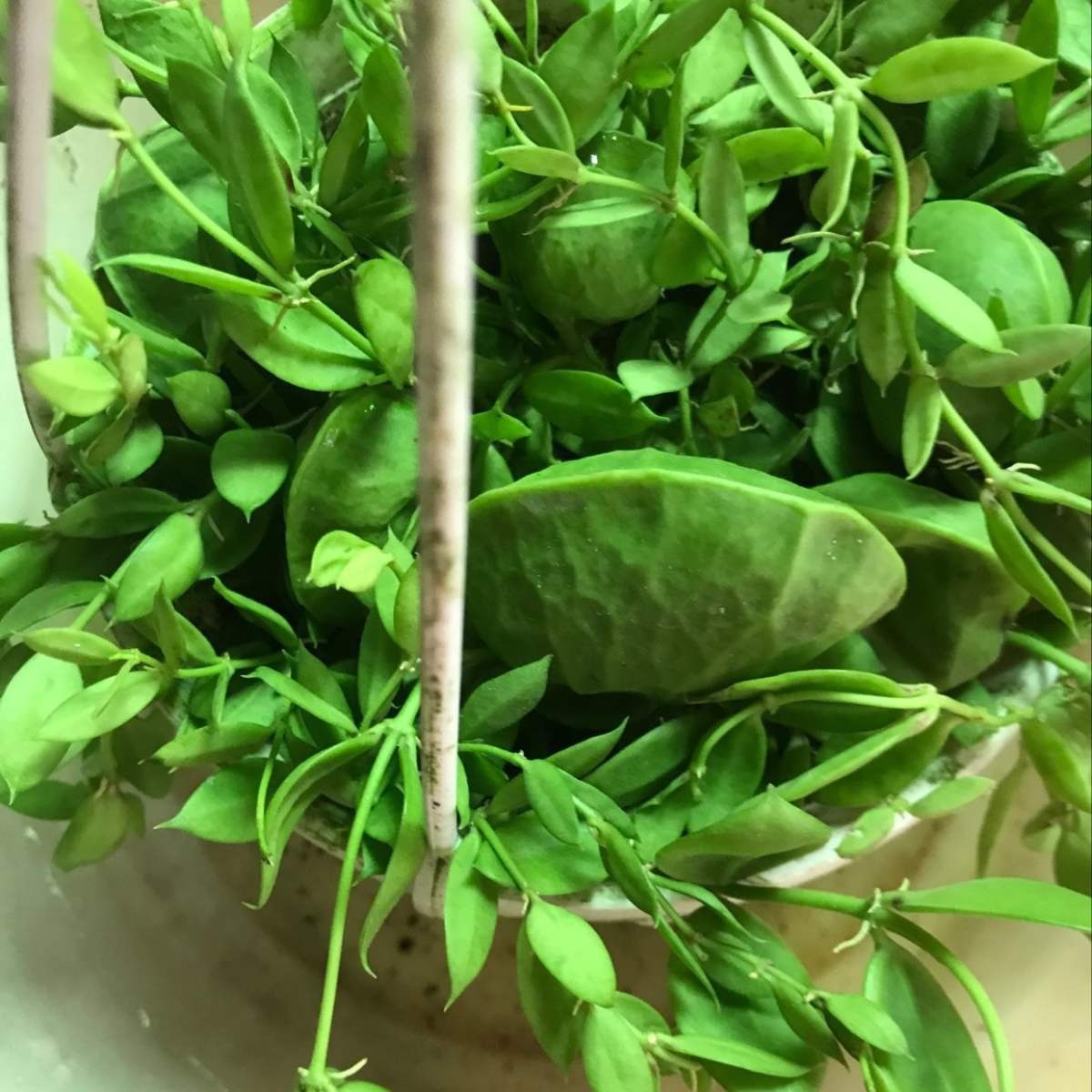 叶子花颜值也很高,叶子花纹像油画,耐阴好养