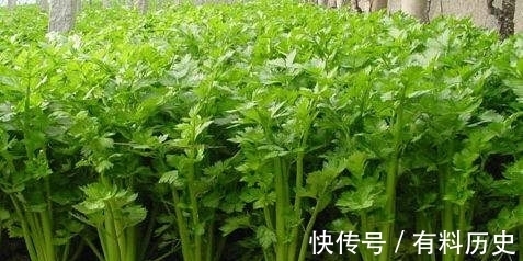 肚子|女性不想肚子鼓鼓,可多吃此菜,大肚子平了,皮肤更细腻光滑