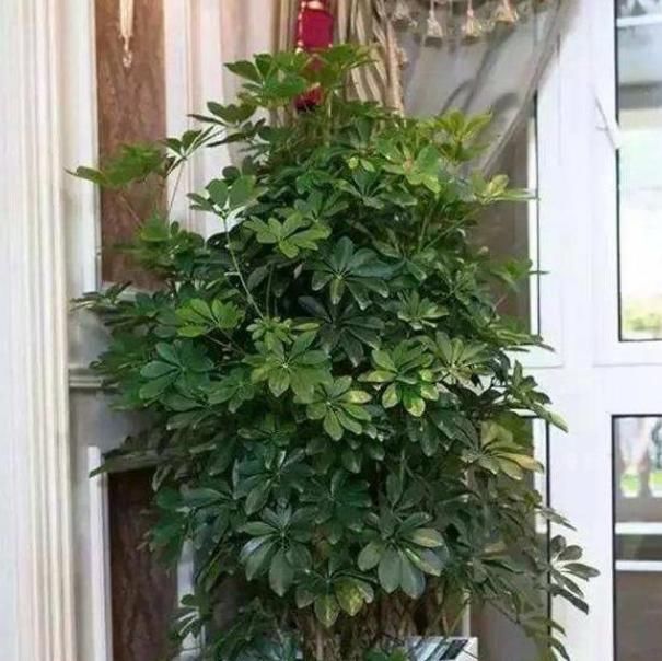 吸毒草|家里就养3种花,耐旱又耐晒,财运爆发,事业风生水起!